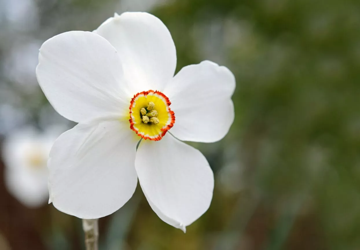 Witte narcis in bloei, symbool van kiemende nieuwe energie in de lenteretreat